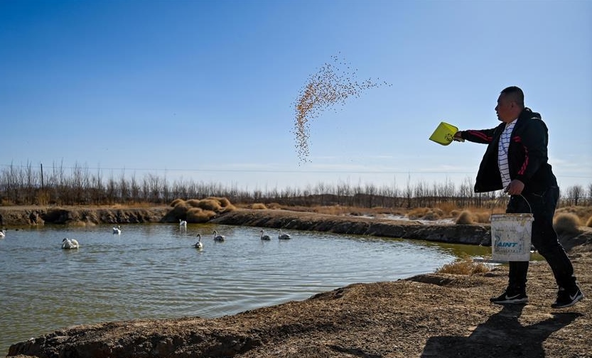 烏梁素海護(hù)鳥人