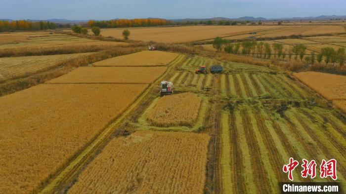 圖為科右中旗杜爾基鎮(zhèn)雙金嘎查的萬畝水稻田進(jìn)入集中收割期?！≮w殿威 攝