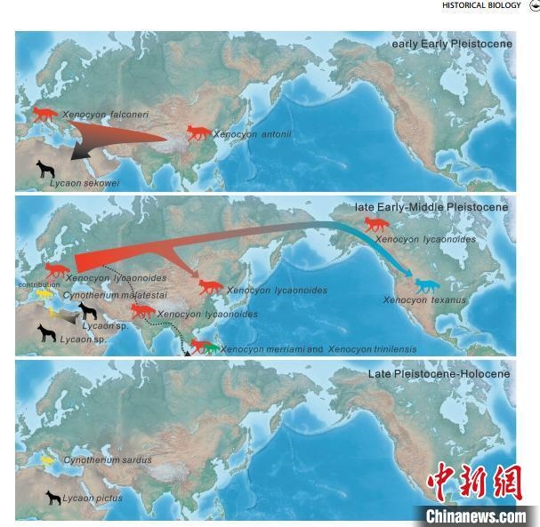 非洲野犬-異豺支系的演化脈絡(luò)圖?！≈锌圃汗偶棺邓?供圖