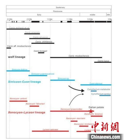 第四紀(jì)主要犬族成員分布年代圖?！≈锌圃汗偶棺邓?供圖