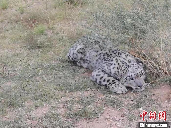 圖為在四子王旗發(fā)現(xiàn)的雪豹(資料圖)?！∷淖油跗炀焦﹫D