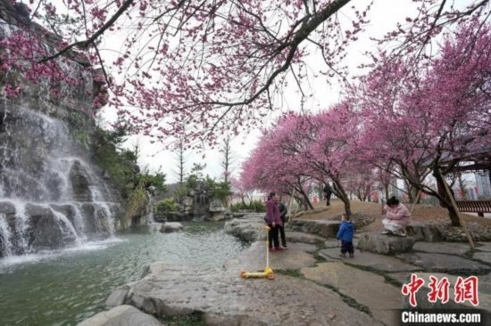 2月23日，市民在乾藝梅園景區(qū)觀賞綻放的梅花。陳興輝 攝