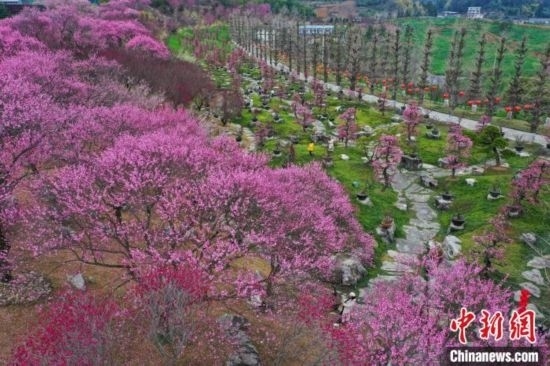 2月23日，航拍乾藝梅園景區(qū)綻放的梅花。瞿宏倫 攝