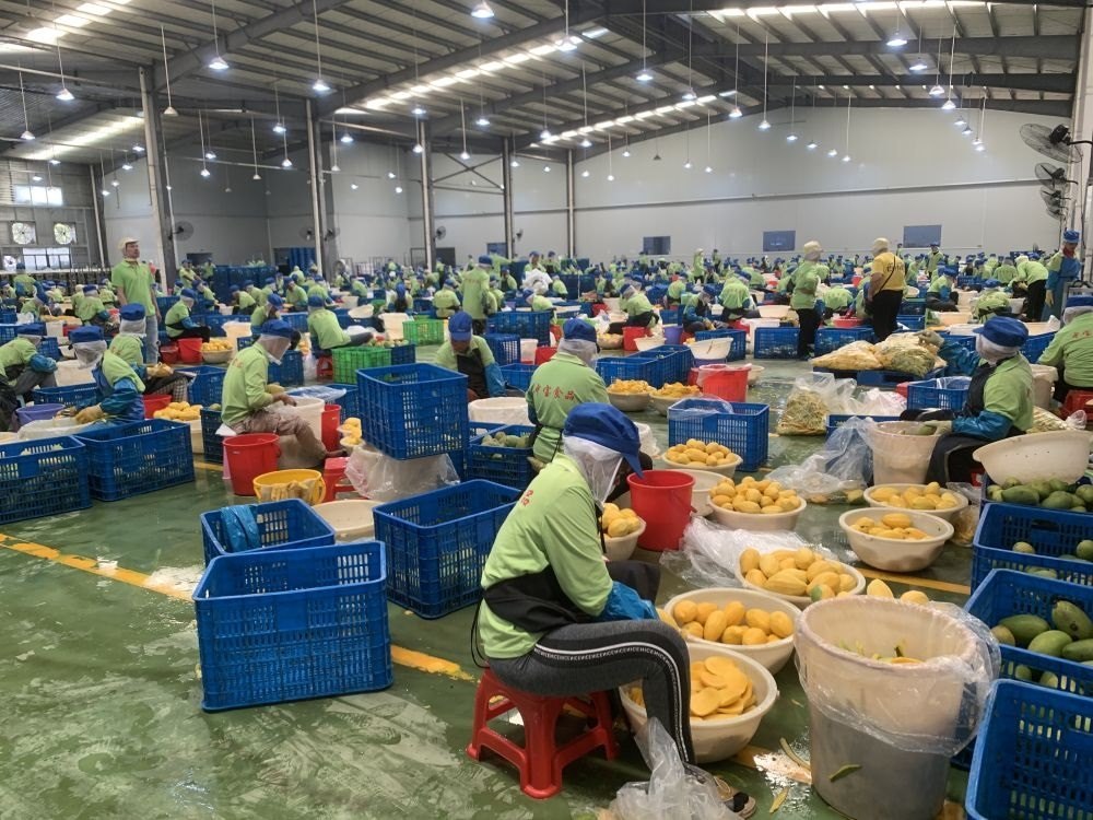 3月7日，工人在柬埔寨磅士卑省的中寶（柬埔寨）食品科技有限公司處理芒果。新華社發(fā)（萬坡 攝）