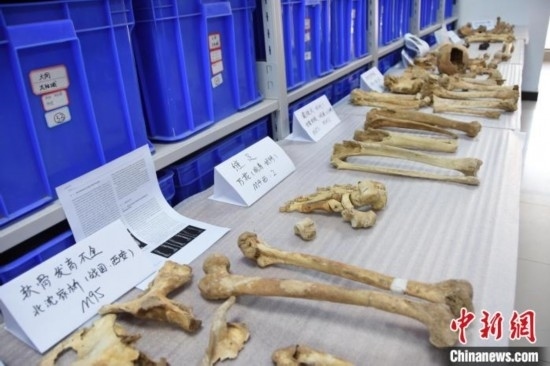 圖為已清理完畢的骨骼標本。王宇 攝