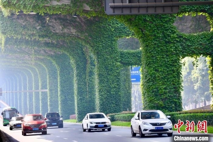 車輛從長滿爬山虎的橋墩旁經過?！埨?攝