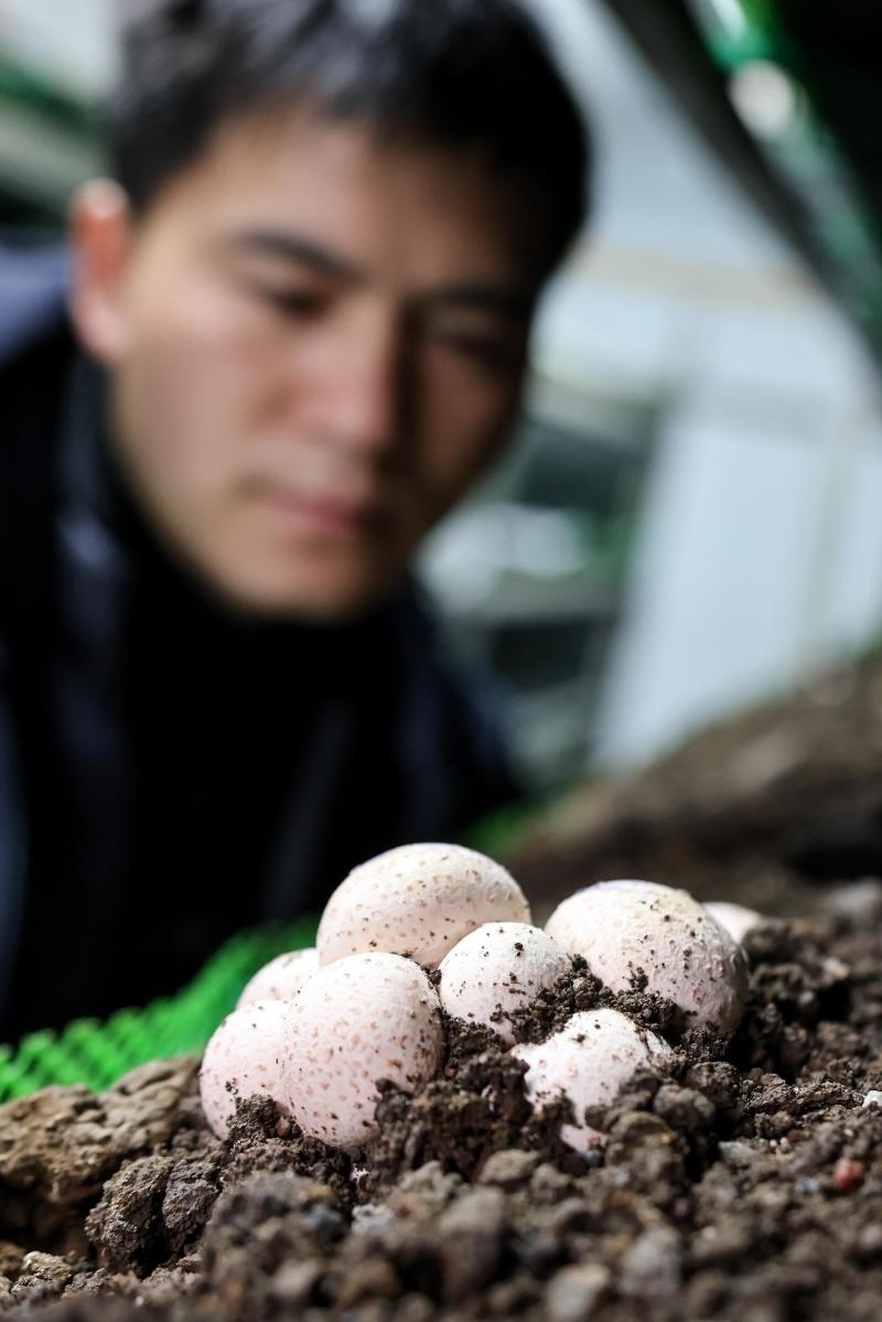 工作人員在貴陽(yáng)市白云區(qū)食用菌產(chǎn)業(yè)示范園智能菇房?jī)?nèi)查看菌菇生長(zhǎng)情況（2022年2月14日攝）。新華社記者 歐東衢 攝