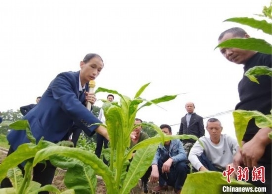 “鄉(xiāng)村學(xué)堂”田間現(xiàn)場教學(xué)。(資料圖) 唐濤華 攝