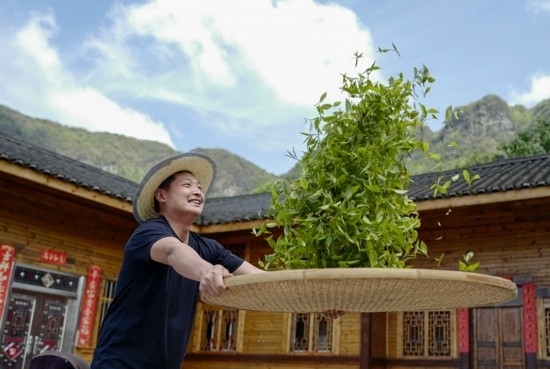 2023年4月19日，重慶市南川區(qū)德隆鎮(zhèn)茶樹村一個居民點，制茶工藝傳承人在幫助村民翻曬新鮮茶葉。