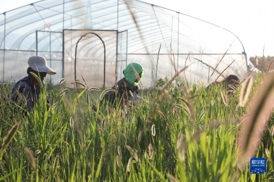 6月21日，山東省樂(lè)陵市西段鄉(xiāng)岔河村東亞飛蝗養(yǎng)殖基地的螞蚱養(yǎng)殖戶在割草。新華社記者 范長(zhǎng)國(guó) 攝