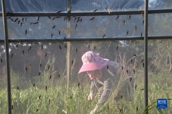 6月21日，山東省樂(lè)陵市西段鄉(xiāng)岔河村東亞飛蝗養(yǎng)殖基地的螞蚱養(yǎng)殖戶在割草。新華社記者 范長(zhǎng)國(guó) 攝