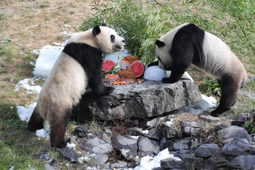 在比利時天堂動物園，大熊貓“寶弟”（左）、“寶妹”享用“生日大餐”。