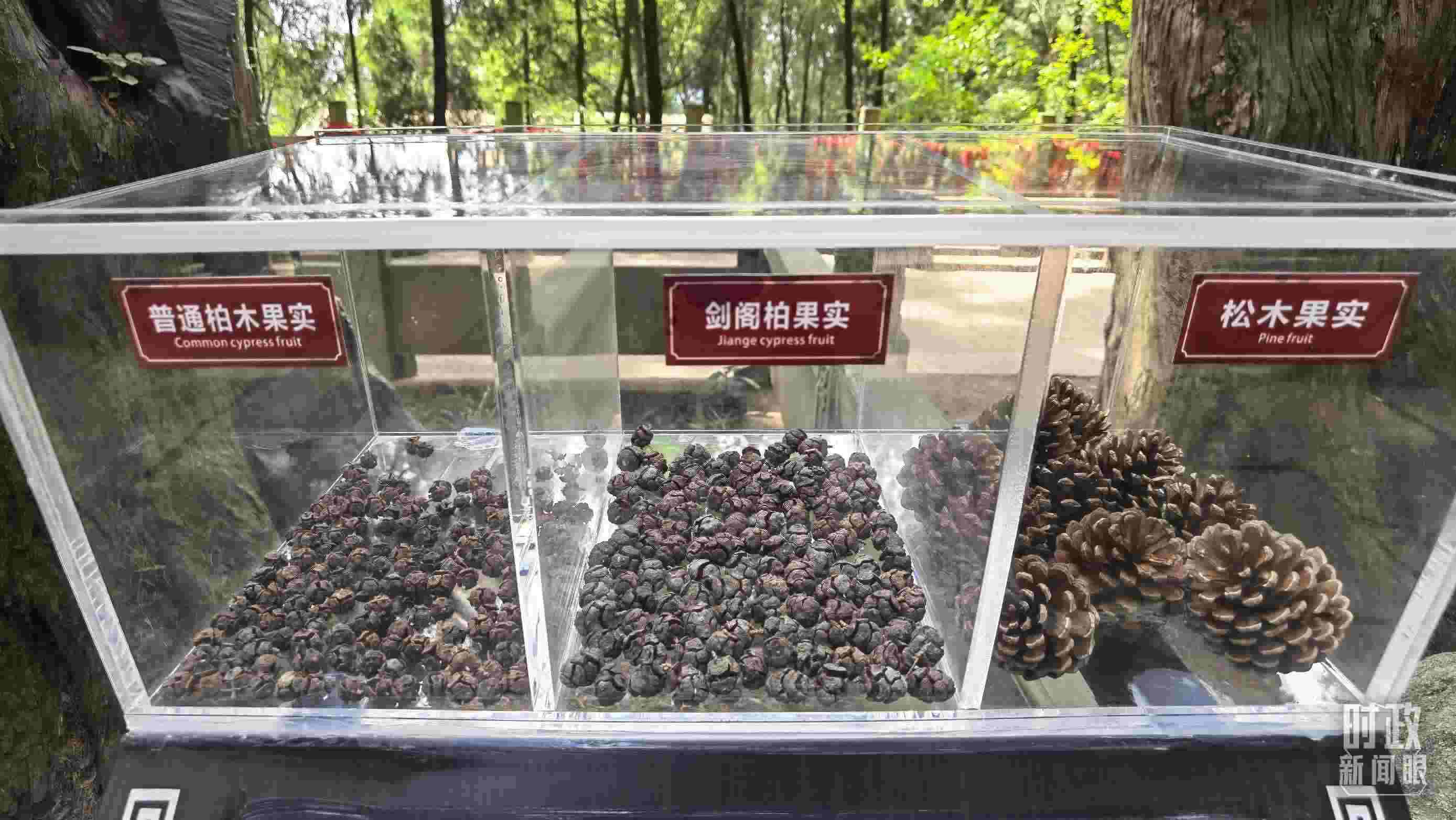 △翠云廊古蜀道，現(xiàn)場(chǎng)陳列的柏木和松木果實(shí)。（總臺(tái)央視記者石丞拍攝）