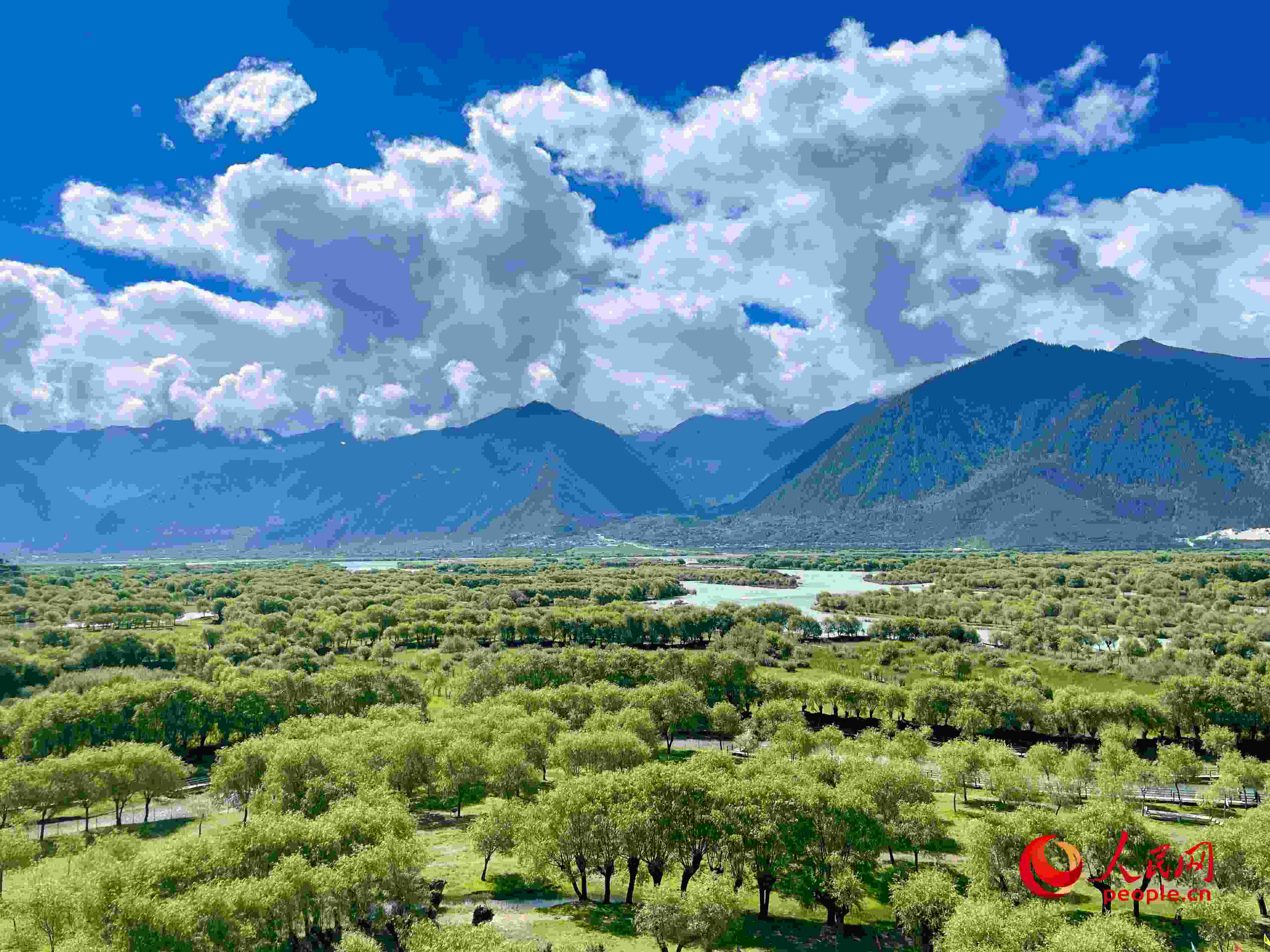 夏日的雅尼國(guó)家濕地公園生機(jī)盎然，如詩(shī)如畫。人民網(wǎng) 周靜圓攝