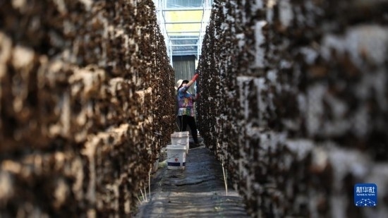 7月29日，在卓尼縣納浪鎮(zhèn)納浪村黑木耳種植基地，農(nóng)戶在采摘黑木耳。