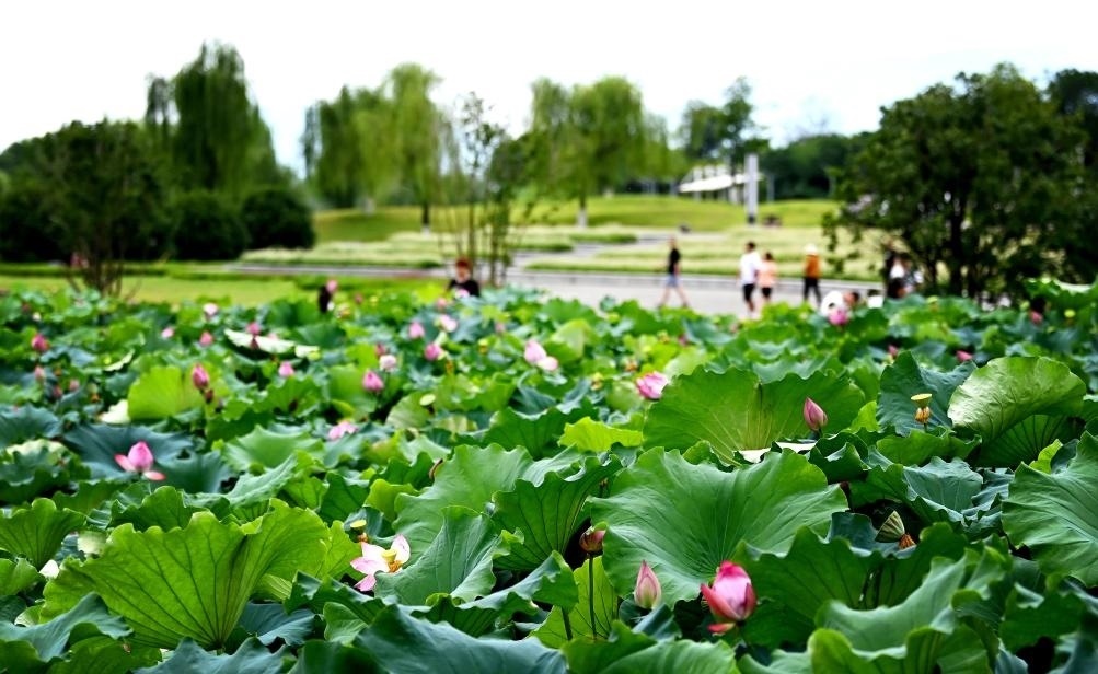 日前，陜西省漢中市漢江兩岸的天漢濕地公園內(nèi)，市民在休閑賞景。新華社記者 劉瀟 攝