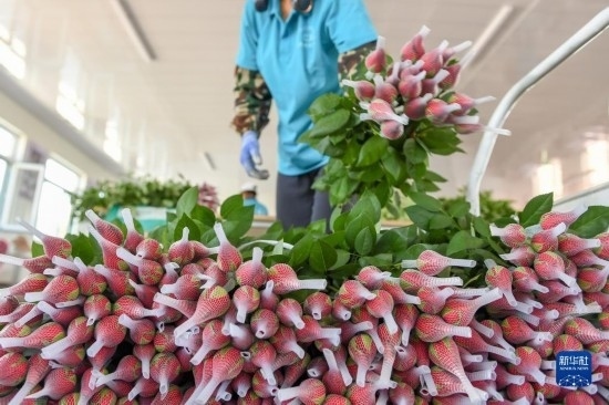 8月17日，農(nóng)民在吉林省德惠市朱城子鎮(zhèn)沿河村程雪家庭農(nóng)場打包玫瑰花。新華社記者 張楠 攝