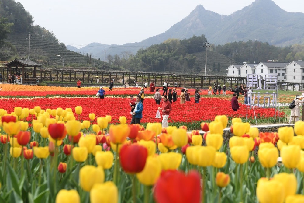金華市浦江縣210省道旁的鮮花農場（3月28日攝）。新華社記者 翁忻旸 攝