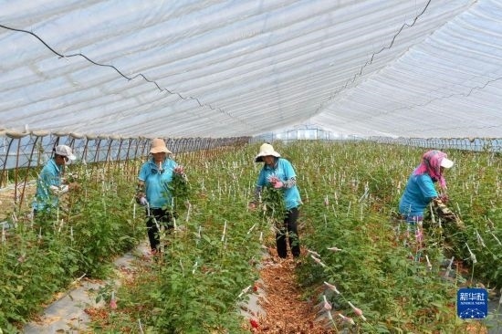 8月17日，農(nóng)民在吉林省德惠市朱城子鎮(zhèn)沿河村程雪家庭農(nóng)場采摘玫瑰花。新華社記者 張楠 攝