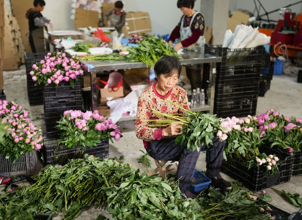 在浦江縣杭坪鎮(zhèn)烏漿村的鮮花種植基地，村民在處理芍藥鮮切花，準備發(fā)往各地（5月23日攝）。新華社記者 翁忻旸 攝