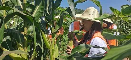 北京工商大學(xué)組織學(xué)生開展暑期社會實(shí)踐。學(xué)校供圖