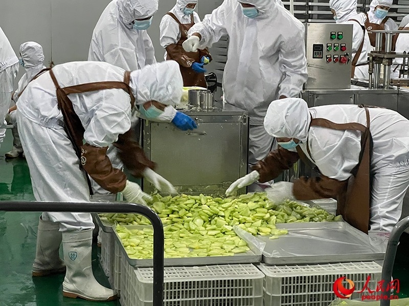 切片哈密瓜將被做成凍干食品。人民網(wǎng)記者 常雪梅攝
