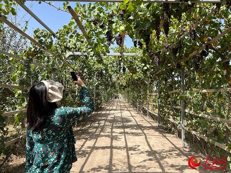 新疆閩龍達(dá)干果產(chǎn)業(yè)有限公司內(nèi)種植的葡萄。人民網(wǎng)記者 常雪梅攝