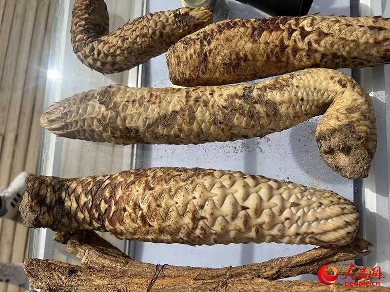 林下經(jīng)濟(jì)作物肉蓯蓉。人民網(wǎng)記者 常雪梅攝