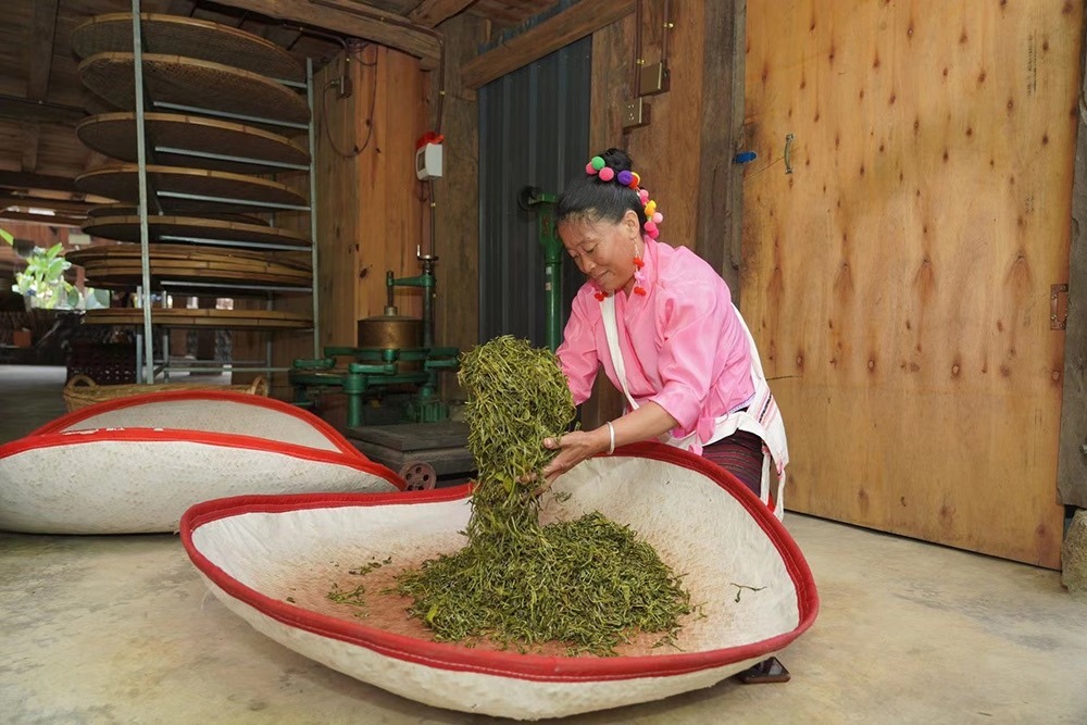 當(dāng)?shù)卮迕裾谌嗄聿枞~。普洱景邁山古茶林保護管理局供圖