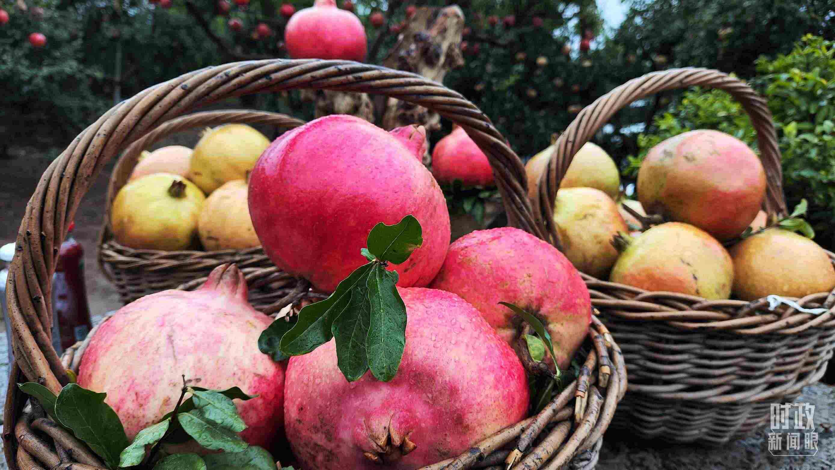 △種植園內(nèi)新鮮采摘的石榴。（總臺央視記者鐘信偉拍攝）