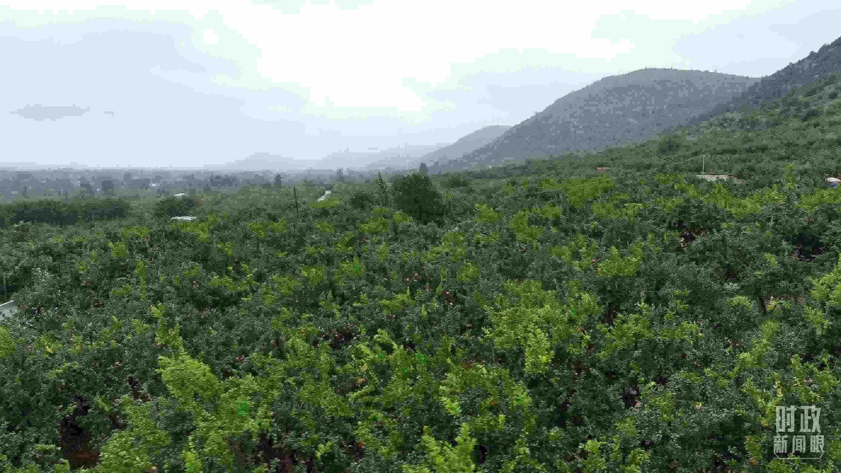 △山東棗莊冠世榴園。（總臺記者韓森、張鵬拍攝）