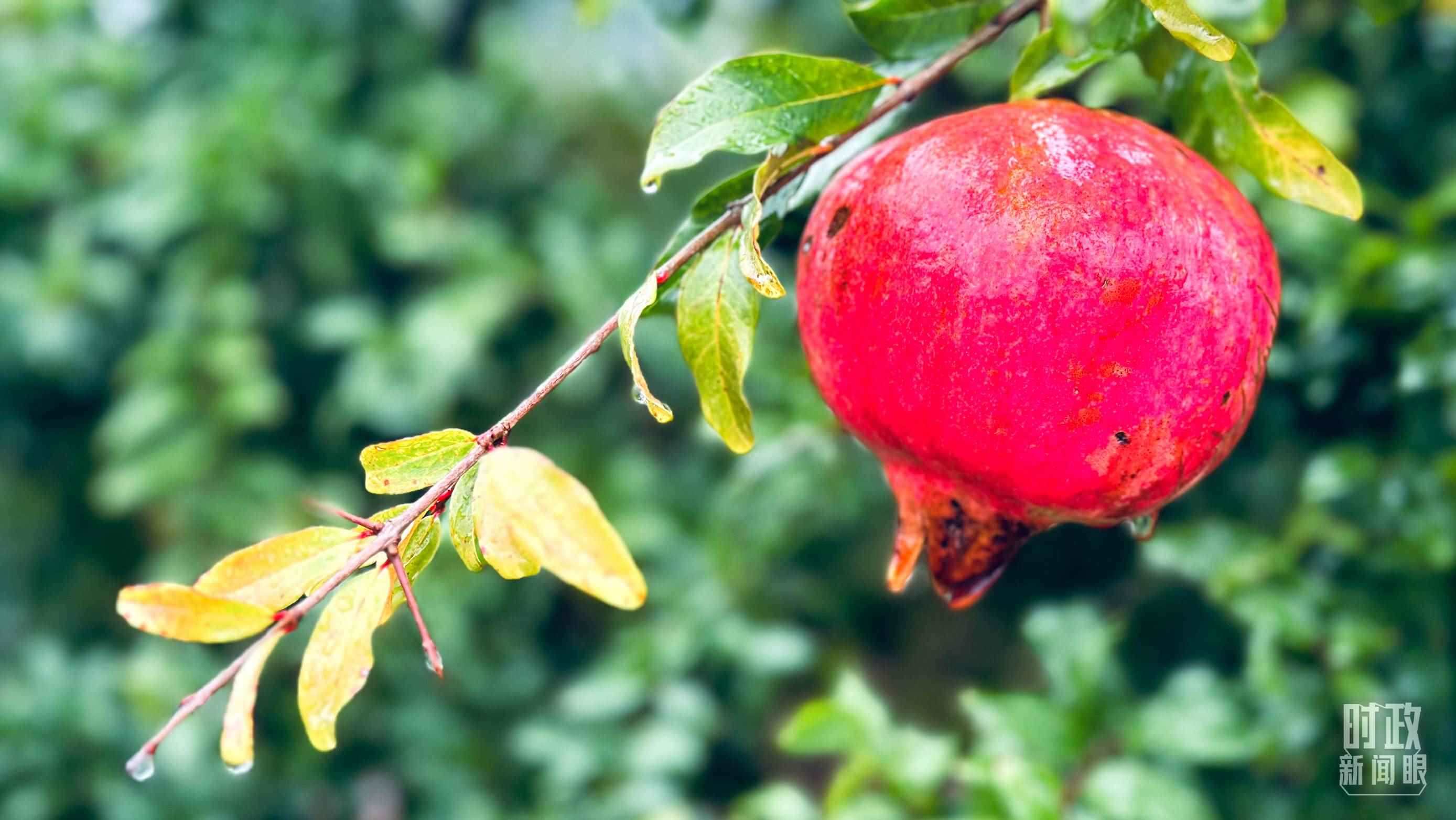 △山東省棗莊市冠世榴園，石榴紅了。（總臺(tái)央視記者范一鳴拍攝）