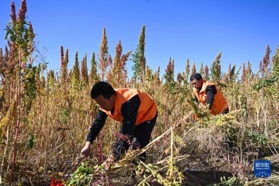 9月28日，農(nóng)民參加內(nèi)蒙古武川縣首屆藜麥開鐮節(jié)割藜麥比賽。