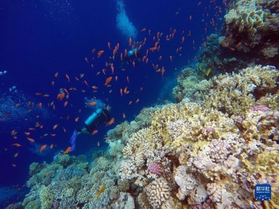  10月2日，人們在埃及西奈半島達哈布藍洞內(nèi)的珊瑚旁深潛。新華社記者 隋先凱 攝
