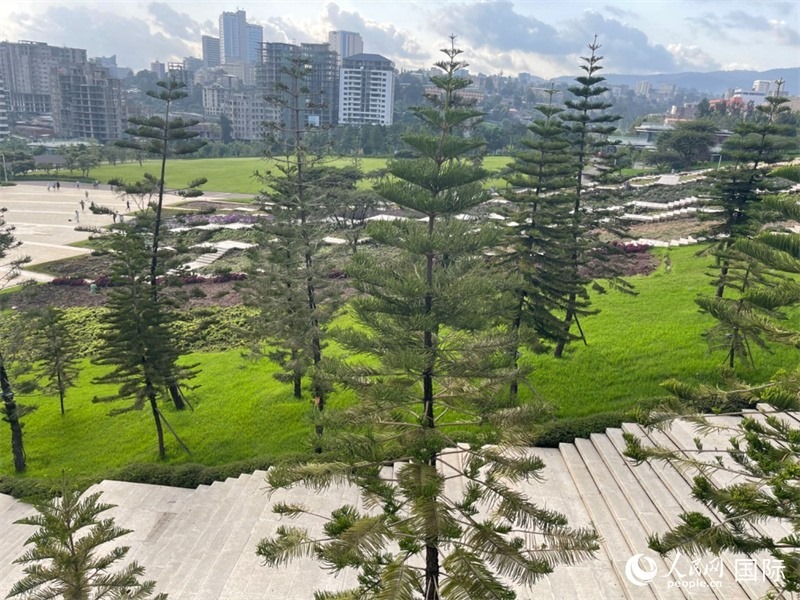 亞的斯亞貝巴友誼廣場的南洋杉。人民網(wǎng)記者 趙艷紅攝