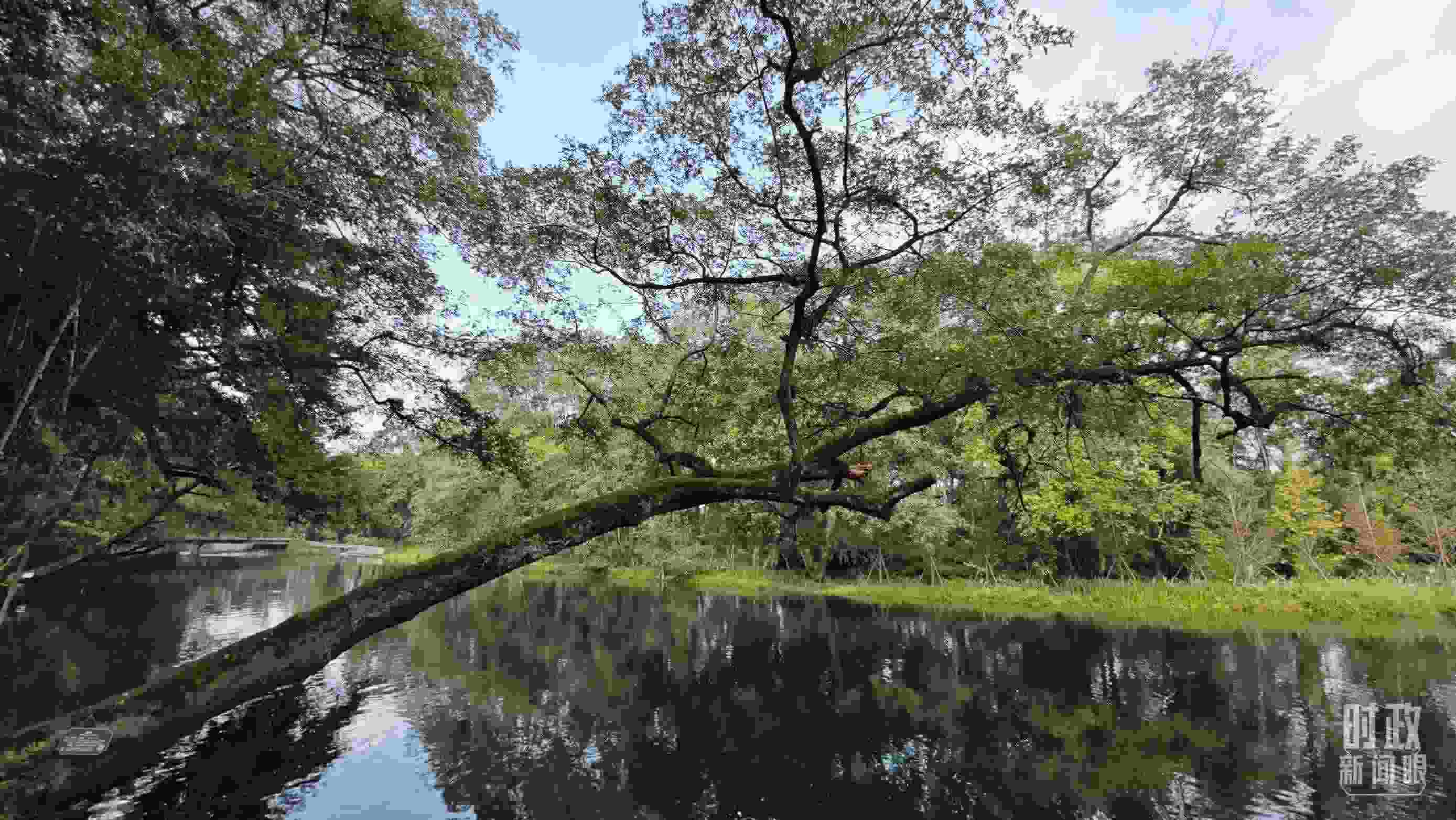 △饒河源國家濕地公園。（總臺央視記者郁振一拍攝）