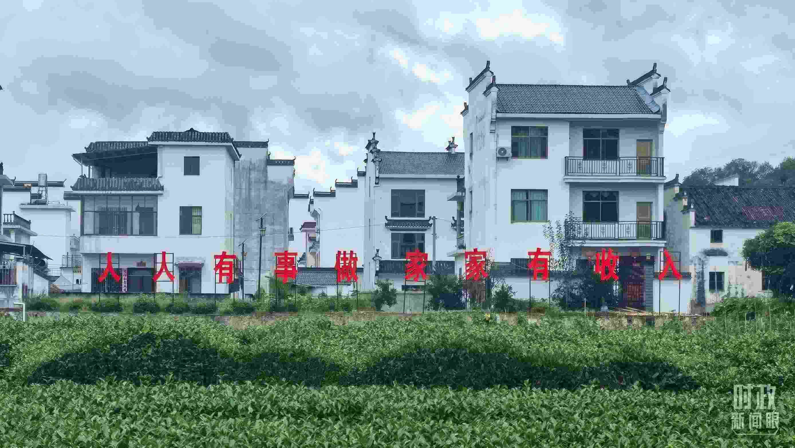 △石門村村民種植的茶葉。（總臺央視記者賈林拍攝）