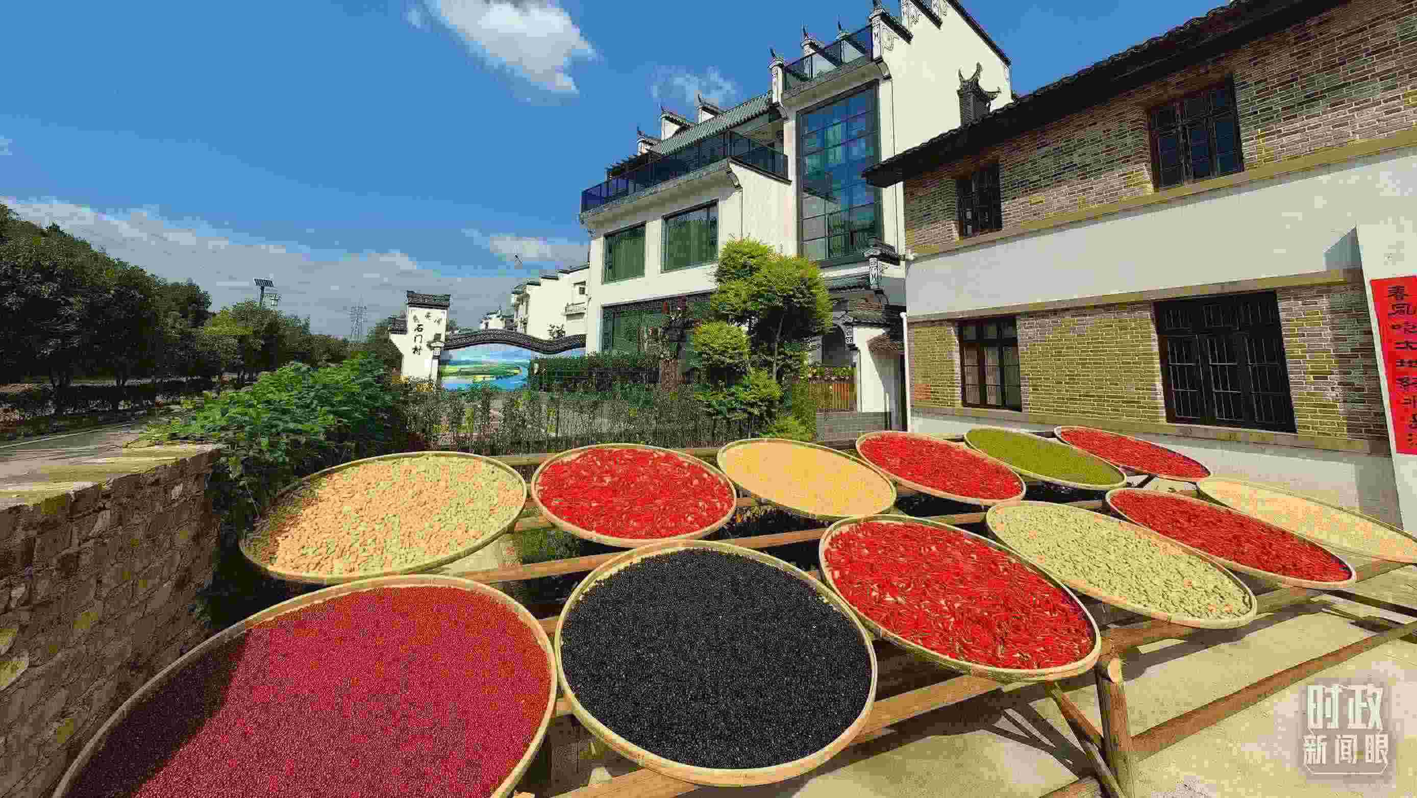 △曬秋農(nóng)俗成為婺源鄉(xiāng)村的一道美麗風(fēng)景。（總臺央視記者段德文拍攝）