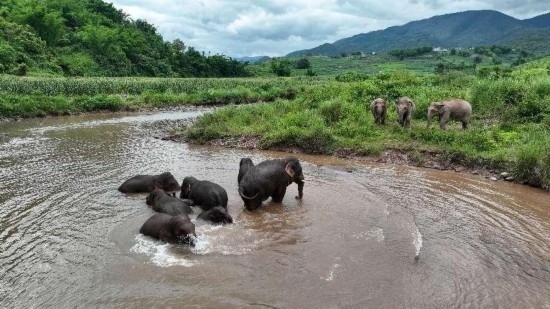 野生亞洲象組團(tuán)泡澡降溫解暑。何有剛攝