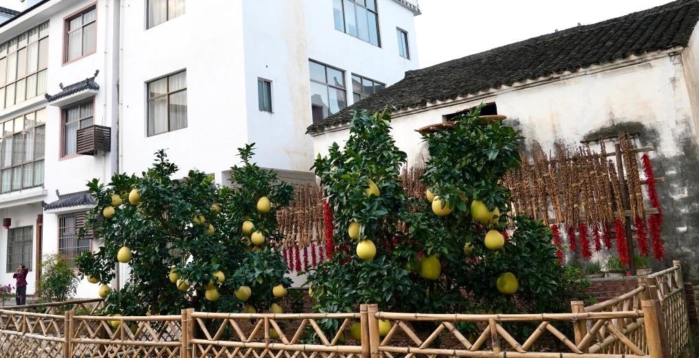近日在江西省上饒市婺源縣秋口鎮(zhèn)王村石門自然村拍攝的馬家柚。新華社記者 胡晨歡 攝
