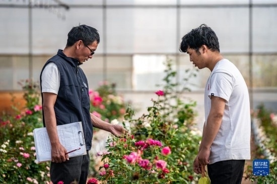在云南省安寧市現(xiàn)代農(nóng)業(yè)園區(qū)玫瑰種植示范園，技術員田連通（左）在和同事交流（10月20日攝）。