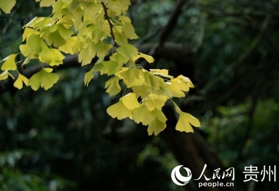觀山湖公園秋意漸濃。人民網(wǎng) 陽茜攝