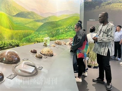  （在中國藥都中醫(yī)藥博物館，外媒記者了解中醫(yī)藥發(fā)展史。中國經(jīng)濟(jì)周刊記者 郭志強(qiáng) 攝）