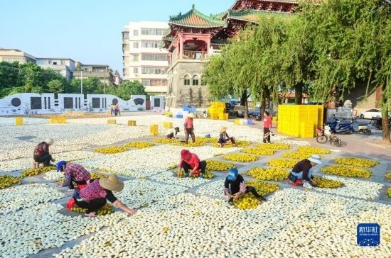 11月25日，在廣東省江門市新會(huì)區(qū)一處空地，人們對(duì)新會(huì)柑皮進(jìn)行翻皮晾曬。
