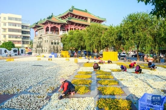 11月25日，在廣東省江門市新會(huì)區(qū)一處空地，人們對(duì)新會(huì)柑皮進(jìn)行翻皮晾曬。