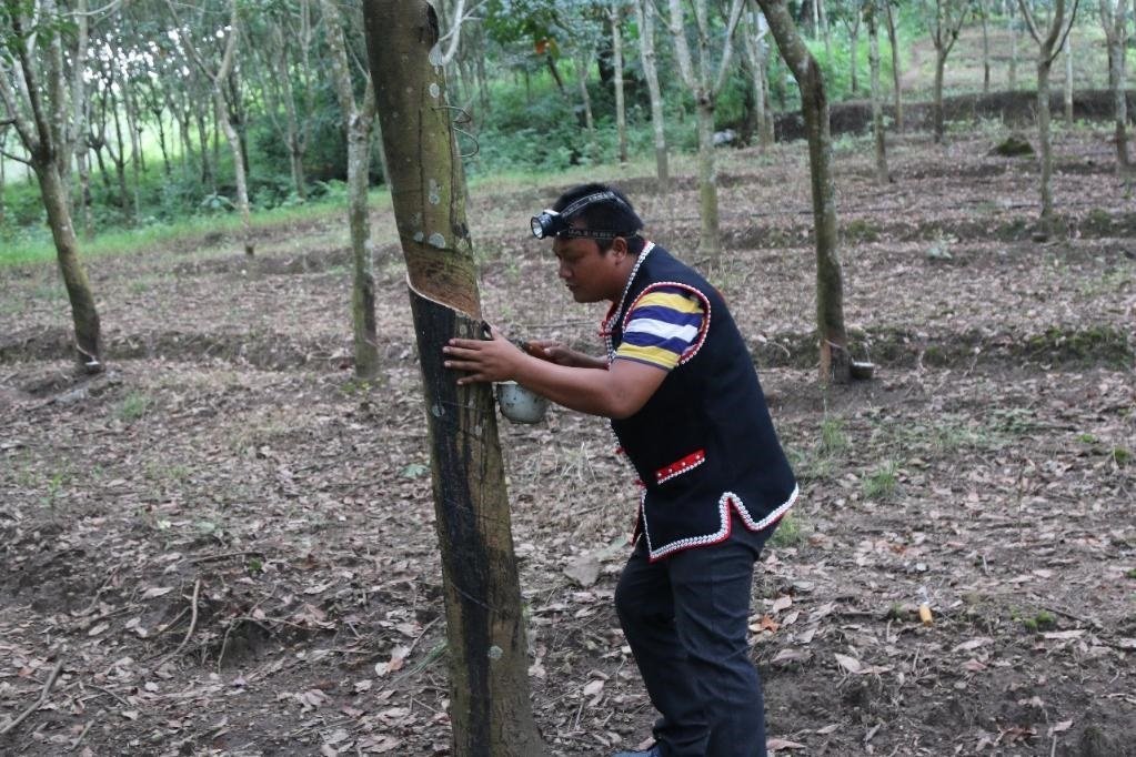 2017年10月，云南省永德縣團(tuán)樹村佤族膠農(nóng)蔣文富在割膠