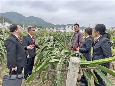  圖④：岑溪法院糯垌法庭法官深入轄區(qū)火龍果基地調(diào)研。