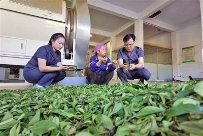  圖③：蒼梧法院六堡法庭法官深入茶企了解企業(yè)生產(chǎn)經(jīng)營(yíng)情況。