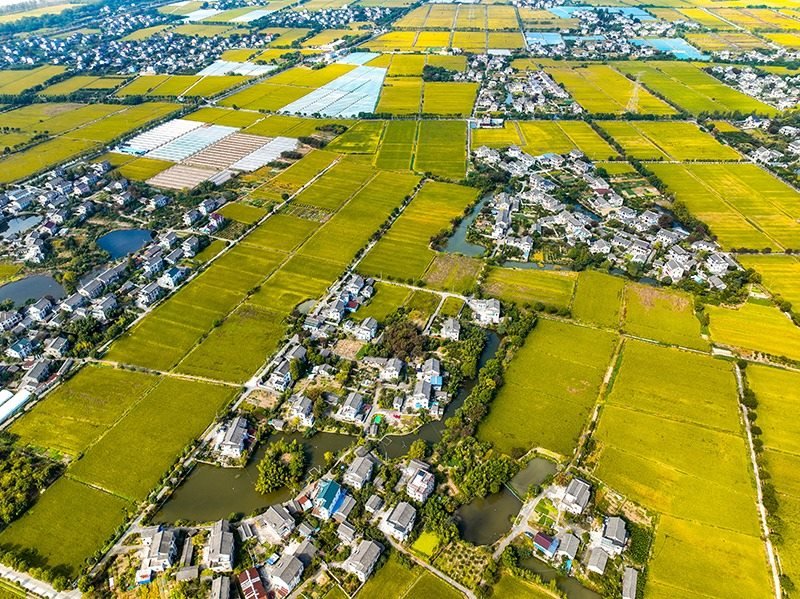 2023年10月22日，浙江海寧市黃灣鎮(zhèn)，金秋時(shí)節(jié)，金黃色的稻田與美麗鄉(xiāng)村構(gòu)成一幅寧靜祥和的畫卷。