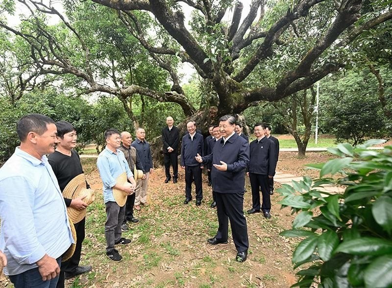 2023年4月11日，習(xí)近平總書記在廣東茂名柏橋村荔枝種植園，同現(xiàn)場技術(shù)人員親切交流。